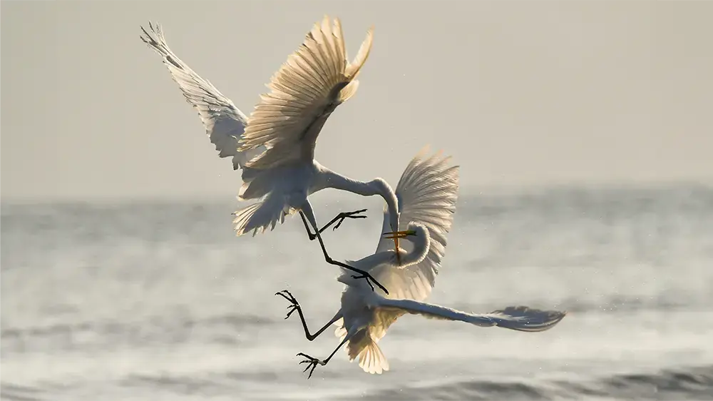 competing and fighting birds in flight